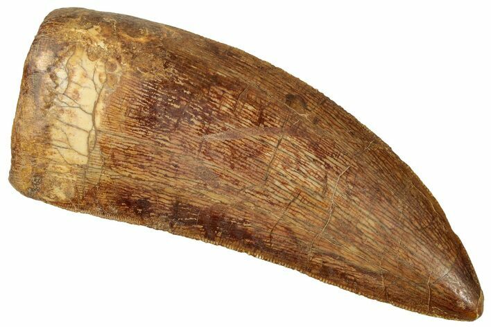 Serrated Carcharodontosaurus Tooth - Robust Dinosaur Tooth #330000